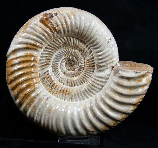 Large Inch Ammonite - Great Display #1961